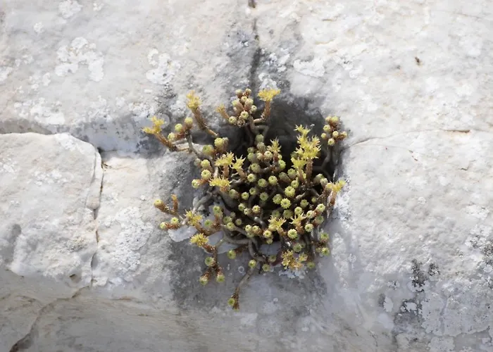 Farfalla & - The World Unique With An Openable Roof *